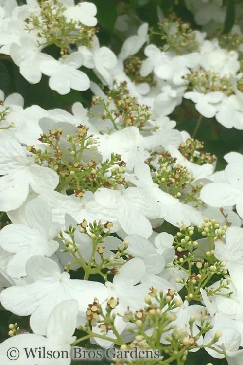 Summer Snowflake Viburnum - 6 Pack Of 1 Gallon Pots 8 Summer Snowflake Viburnum - 6 Pack Of 1 Gallon Pots - Image 6