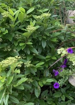 Winterthur Viburnum - 1 Gallon Pot 16 Winterthur Viburnum - 1 Gallon Pot -SHRUBS and BUSHES Store Viburnum Winterthur 9