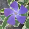 Variegated Bigleaf Periwinkle - Vinca Major 'Variegata' - 10 Pack Of Pint Pots -SHRUBS and BUSHES Store Vinca Major Variegata Rev 500x750 1