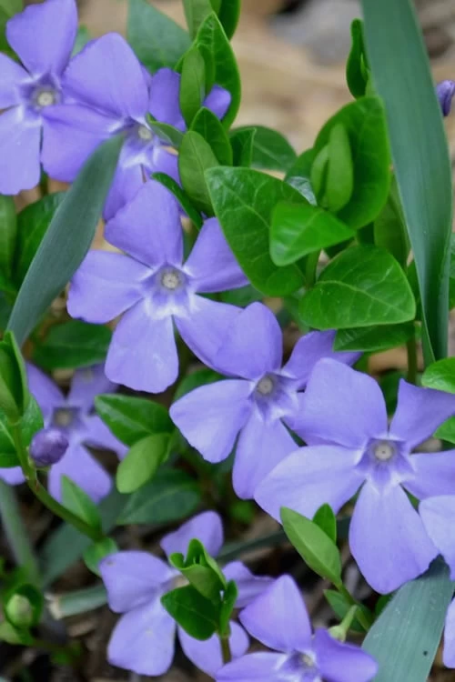 Evergreen Periwinkle (Vinca Minor) - 10 Count Flat Of Pint Pots 3 Evergreen Periwinkle (Vinca Minor) - 10 Count Flat Of Pint Pots