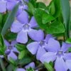 Evergreen Periwinkle - Vinca Minor - 6 Pack Of Pint Pots -SHRUBS and BUSHES Store Vinca Minor 10