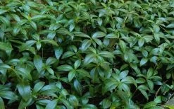 Evergreen Periwinkle (Vinca Minor) - 10 Count Flat Of Pint Pots 14 Evergreen Periwinkle (Vinca Minor) - 10 Count Flat Of Pint Pots -SHRUBS and BUSHES Store Vinca Minor 11 1