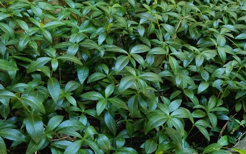 Evergreen Periwinkle (Vinca Minor) - 10 Count Flat Of Pint Pots 8 Evergreen Periwinkle (Vinca Minor) - 10 Count Flat Of Pint Pots - Image 6