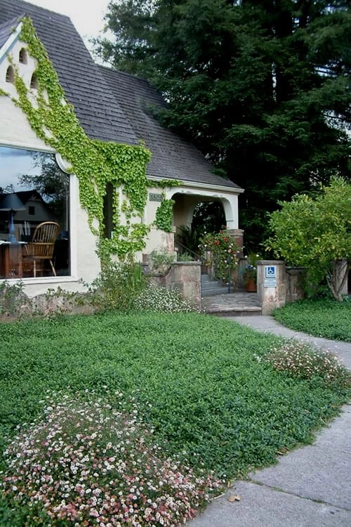 Evergreen Periwinkle (Vinca Minor) - 10 Count Flat Of Pint Pots 7 Evergreen Periwinkle (Vinca Minor) - 10 Count Flat Of Pint Pots - Image 5