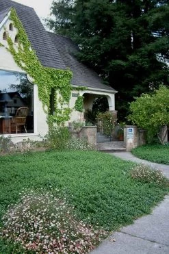 Evergreen Periwinkle - Vinca Minor - 6 Pack Of Pint Pots -SHRUBS and BUSHES Store Vinca Minor 14