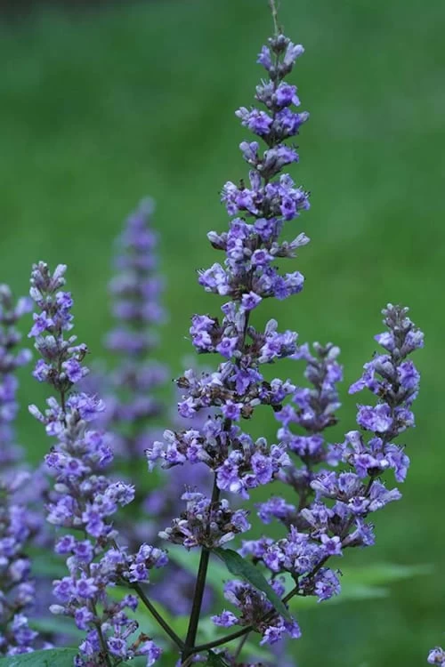 Blue Diddley Dwarf Chaste Tree - Vitex Agnus-castus - 3 Gallon Pot 8 Blue Diddley Dwarf Chaste Tree - Vitex Agnus-castus - 3 Gallon Pot - Image 6