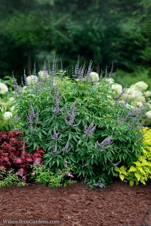 Blue Diddley Dwarf Chaste Tree - Vitex Agnus-castus - 3 Gallon Pot 6 Blue Diddley Dwarf Chaste Tree - Vitex Agnus-castus - 3 Gallon Pot - Image 4