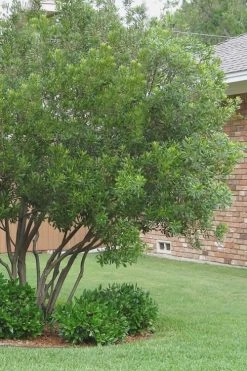 Southern Wax Myrtle - 3 Gallon Pot 13 Southern Wax Myrtle - 3 Gallon Pot -SHRUBS and BUSHES Store Wax Myrtle Southern 1 500x750 1
