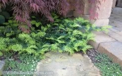 Creeping Japanese Plum Yew (Cephalotaxus Harringtonia 'Prostrata') - 7 Gallon Pot -SHRUBS and BUSHES Store Yew Creeping 2 50 1
