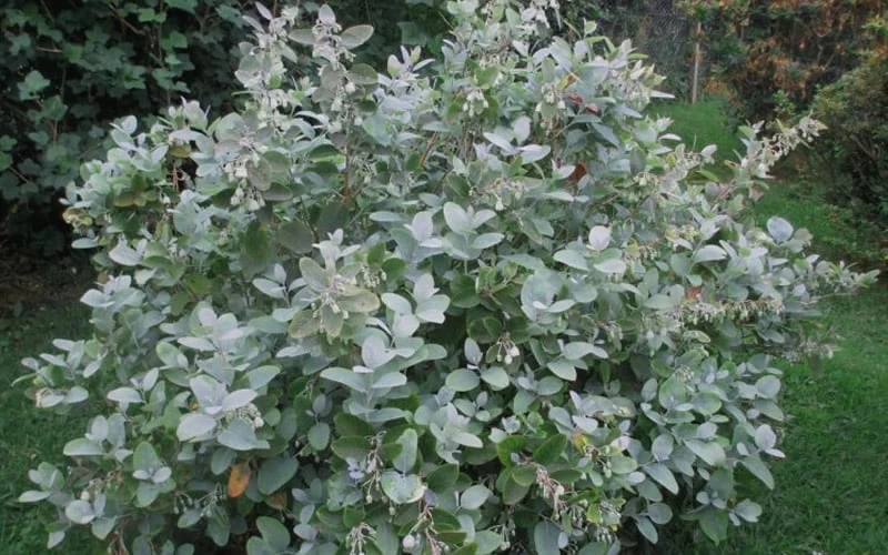 Woodlanders Blue Dusty Zenobia (Honeycup) - 3 Gallon Pot 10 Woodlanders Blue Dusty Zenobia (Honeycup) - 3 Gallon Pot - Image 8