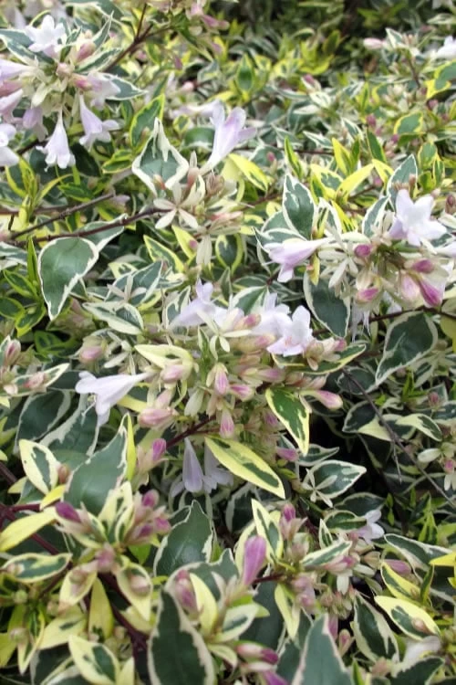 Lemon Lime Dwarf Abelia - 3 Gallon Pot 3 Lemon Lime Dwarf Abelia - 3 Gallon Pot