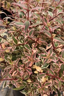 Suntastic Pink Dwarf Abelia - 3 Gallon Pot 15 Suntastic Pink Dwarf Abelia - 3 Gallon Pot -SHRUBS and BUSHES Store abelia suntastic pink 6