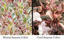 Suntastic Pink Dwarf Abelia - 3 Gallon Pot 13 Suntastic Pink Dwarf Abelia - 3 Gallon Pot -SHRUBS and BUSHES Store abelia suntastic pink 9