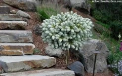 Ice Breaker Korean Fir (Single Trunk Topiary) - 1 Gallon Pot 11 Ice Breaker Korean Fir (Single Trunk Topiary) - 1 Gallon Pot -SHRUBS and BUSHES Store abies koreana kouhouts ice breaker korean fir 2 2