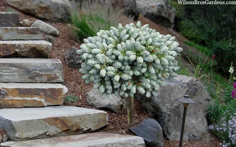 Ice Breaker Korean Fir (Single Trunk Topiary) - 1 Gallon Pot 7 Ice Breaker Korean Fir (Single Trunk Topiary) - 1 Gallon Pot - Image 5