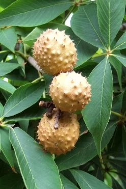 Ohio Buckeye (Aesculus Glabra) - 3 Gallon Pot -SHRUBS and BUSHES Store aesculus glabra ohio buckeye 10