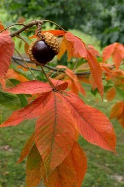 Ohio Buckeye (Aesculus Glabra) - 3 Gallon Pot -SHRUBS and BUSHES Store aesculus glabra ohio buckeye 11