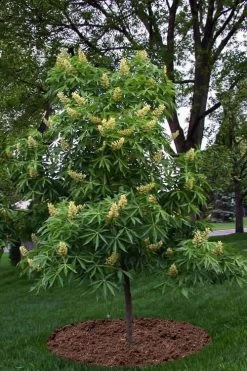 Ohio Buckeye (Aesculus Glabra) - 3 Gallon Pot -SHRUBS and BUSHES Store aesculus glabra ohio buckeye 12