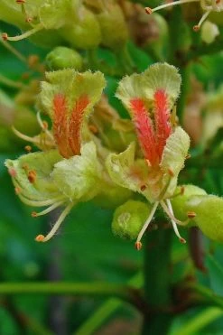 Ohio Buckeye (Aesculus Glabra) - 3 Gallon Pot -SHRUBS and BUSHES Store aesculus glabra ohio buckeye 4