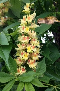Ohio Buckeye (Aesculus Glabra) - 3 Gallon Pot -SHRUBS and BUSHES Store aesculus glabra ohio buckeye 9