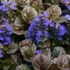 Bronze Beauty Ajuga (Bugleweed) - 5 Pack Of 4" Pint Pots -SHRUBS and BUSHES Store ajuga bronze beauty 28
