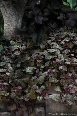 Bronze Beauty Ajuga - Bugleweed - 18 Count Flats Of Pint Pots 12 Bronze Beauty Ajuga - Bugleweed - 18 Count Flats Of Pint Pots -SHRUBS and BUSHES Store ajuga bronze beauty 30 1
