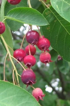 Shadblow Serviceberry Tree (Amelanchier Canadensis) - 3 Gallon Pot 17 Shadblow Serviceberry Tree (Amelanchier Canadensis) - 3 Gallon Pot -SHRUBS and BUSHES Store amelanchier arborea shadblow serviceberry berries 3 1