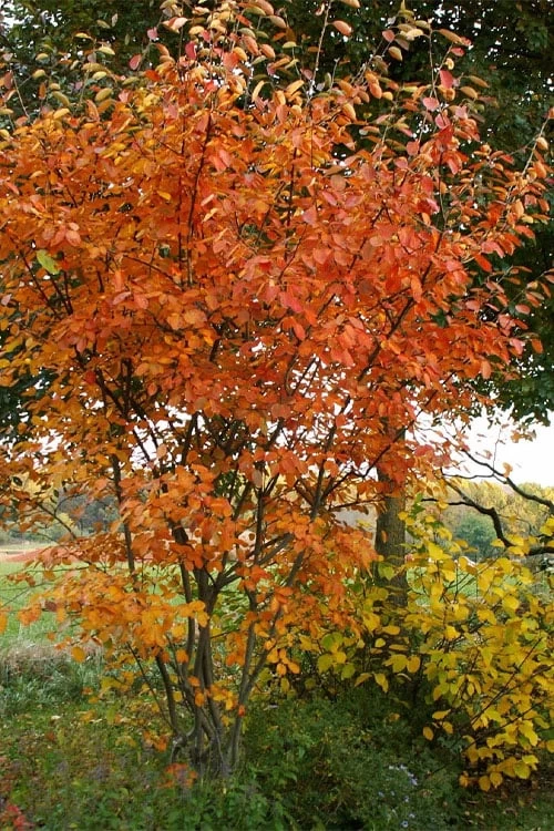 Shadblow Serviceberry Tree (Amelanchier Canadensis) - 3 Gallon Pot 7 Shadblow Serviceberry Tree (Amelanchier Canadensis) - 3 Gallon Pot - Image 5