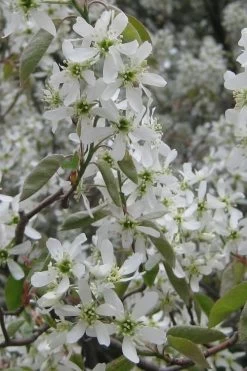 Shadblow Serviceberry Tree (Amelanchier Canadensis) - 3 Gallon Pot 16 Shadblow Serviceberry Tree (Amelanchier Canadensis) - 3 Gallon Pot -SHRUBS and BUSHES Store amelanchier arborea shadblow serviceberry flowers 4 1