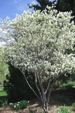 Shadblow Serviceberry Tree (Amelanchier Canadensis) - 3 Gallon Pot 14 Shadblow Serviceberry Tree (Amelanchier Canadensis) - 3 Gallon Pot -SHRUBS and BUSHES Store amelanchier arborea shadblow serviceberry tree 2 1