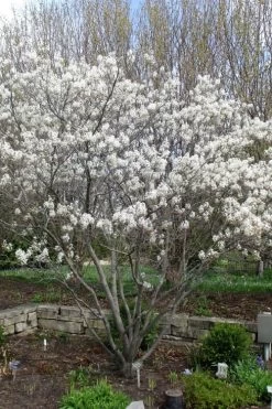 Shadblow Serviceberry Tree (Amelanchier Canadensis) - 3 Gallon Pot 19 Shadblow Serviceberry Tree (Amelanchier Canadensis) - 3 Gallon Pot -SHRUBS and BUSHES Store amelanchier arborea shadblow serviceberry tree 3 1