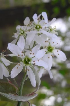 Autumn Brilliance Serviceberry Tree - 7 Gallon Pot (4-5') -SHRUBS and BUSHES Store amelanchier grandiflora autumn brilliance serviceberry 1