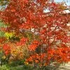 Autumn Brilliance Serviceberry Tree - 7 Gallon Pot (4-5') 1 Autumn Brilliance Serviceberry Tree - 7 Gallon Pot (4-5') -SHRUBS and BUSHES Store amelanchier grandiflora autumn brilliance serviceberry 4