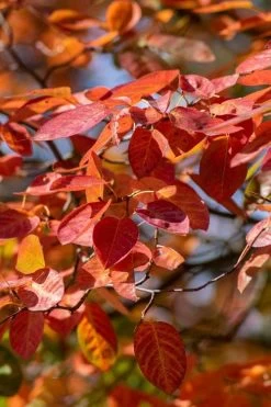 Autumn Brilliance Serviceberry Tree - 7 Gallon Pot (4-5') -SHRUBS and BUSHES Store amelanchier grandiflora autumn brilliance serviceberry 9