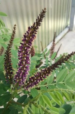 Indigo Bush (Amorpha Fruticosa) - 3 Pack Of 1.5 Quart Pots 16 Indigo Bush (Amorpha Fruticosa) - 3 Pack Of 1.5 Quart Pots -SHRUBS and BUSHES Store amorpha fruticosa indigo bush 10
