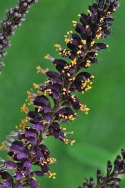 Indigo Bush (Amorpha Fruticosa) - 3 Pack Of 1.5 Quart Pots 22 Indigo Bush (Amorpha Fruticosa) - 3 Pack Of 1.5 Quart Pots -SHRUBS and BUSHES Store amorpha fruticosa indigo bush 11
