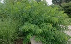 Indigo Bush (Amorpha Fruticosa) - 3 Pack Of 1.5 Quart Pots 17 Indigo Bush (Amorpha Fruticosa) - 3 Pack Of 1.5 Quart Pots -SHRUBS and BUSHES Store amorpha fruticosa indigo bush 14