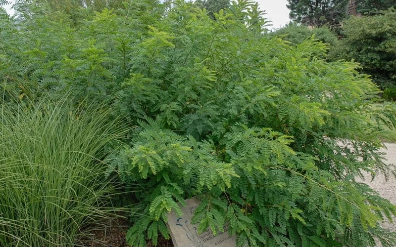 Indigo Bush (Amorpha Fruticosa) - 3 Pack Of 1.5 Quart Pots 7 Indigo Bush (Amorpha Fruticosa) - 3 Pack Of 1.5 Quart Pots - Image 5