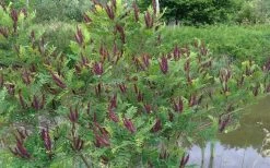 Indigo Bush (Amorpha Fruticosa) - 3 Pack Of 1.5 Quart Pots 21 Indigo Bush (Amorpha Fruticosa) - 3 Pack Of 1.5 Quart Pots -SHRUBS and BUSHES Store amorpha fruticosa indigo bush 15