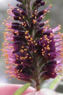 Indigo Bush (Amorpha Fruticosa) - 3 Pack Of 1.5 Quart Pots 20 Indigo Bush (Amorpha Fruticosa) - 3 Pack Of 1.5 Quart Pots -SHRUBS and BUSHES Store amorpha fruticosa indigo bush 2