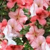 Astronaut Azalea - 3 Gallon Pot -SHRUBS and BUSHES Store azalea astronaut 1