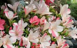 Astronaut Azalea - 3 Gallon Pot -SHRUBS and BUSHES Store azalea astronaut 3