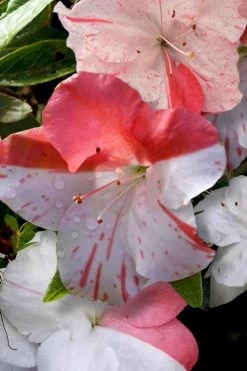 Astronaut Azalea - 3 Gallon Pot -SHRUBS and BUSHES Store azalea astronaut 4