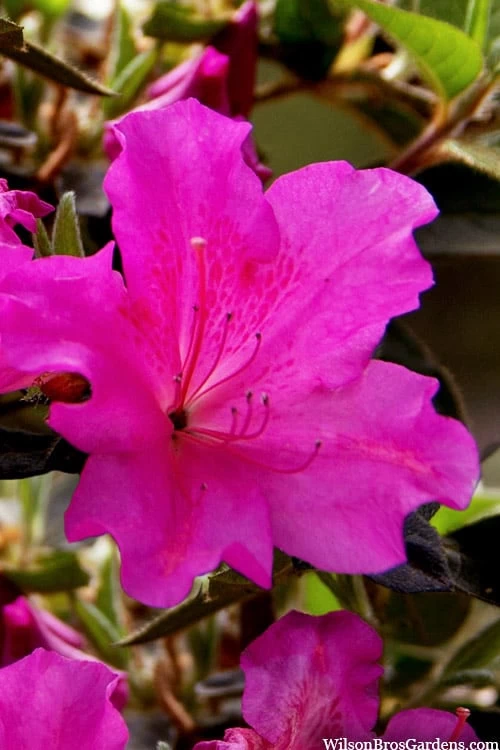 Echo Bloom 'N Again Azalea - 2 Gallon Pot 3 Echo Bloom 'N Again Azalea - 2 Gallon Pot