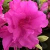 Lavender Twist Bloom 'N Again Azalea - 2 Gallon Pot -SHRUBS and BUSHES Store azalea bloom n again lavender twist 1