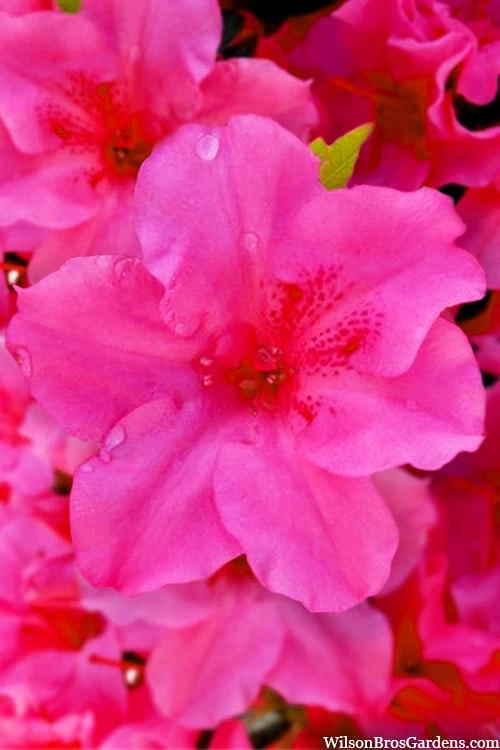 Pink Explosion Bloom 'N Again Azalea - 2 Gallon Pot 3 Pink Explosion Bloom 'N Again Azalea - 2 Gallon Pot
