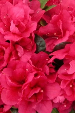 Canzonetta Azalea - 1 Gallon Pot 11 Canzonetta Azalea - 1 Gallon Pot -SHRUBS and BUSHES Store azalea canzonetta 500x750 1