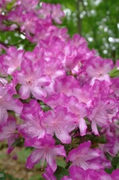 Fawn Azalea - 2 Gallon Pot -SHRUBS and BUSHES Store azalea fawn 6