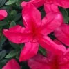 Gloria Deep Pink Sawada Azalea - 6 Pack Of 1 Gallon Pots -SHRUBS and BUSHES Store azalea gloria deep pink sawada 1 1