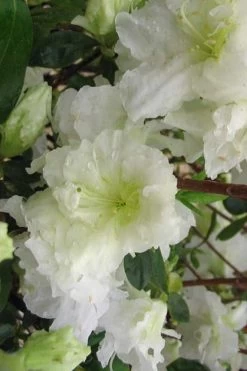 Helen Curtis Azalea - 3 Gallon Pot 10 Helen Curtis Azalea - 3 Gallon Pot -SHRUBS and BUSHES Store azalea helen curtis 7